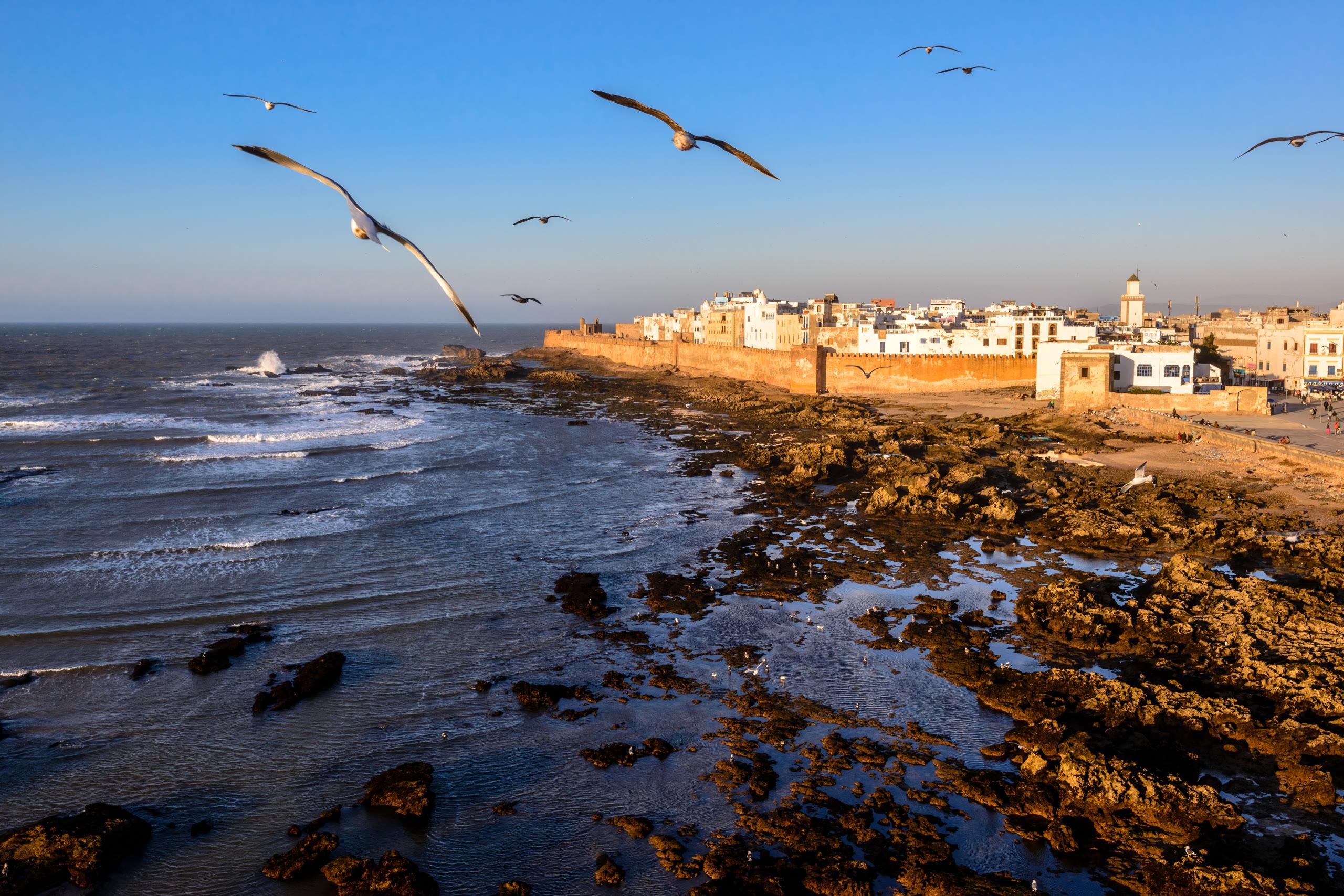 Les remparts d'Essaouira et la médina blanche face à l'Atlantique, mouettes en vol au-dessus des rochers.